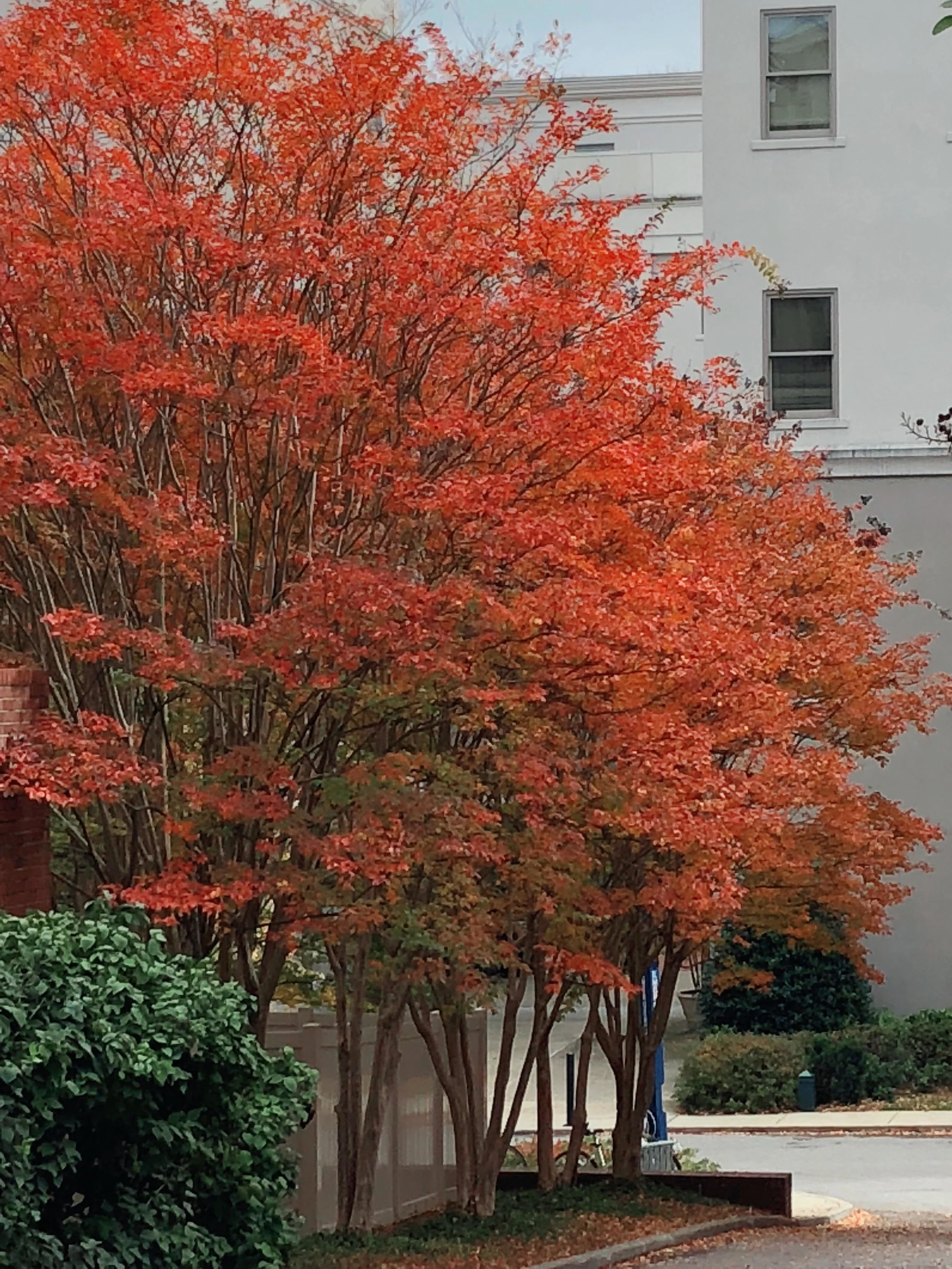 Crepe myrtle deals colors